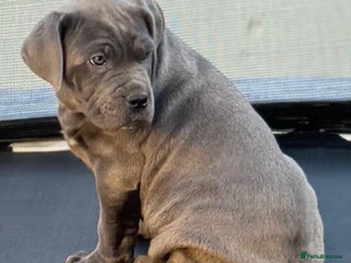 Cane Corso dogs CANE CORSO CHAMPION BLOOD LINE VERY GOOD STOCK - Advert 1