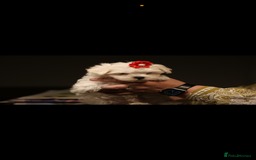 Maltese dogs for sale: Korean KC maltese puppies 🐶 - Image 1