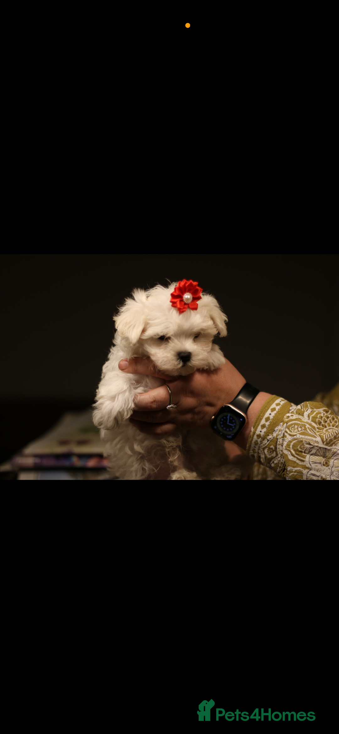 Maltese dogs for sale: Korean KC maltese puppies 🐶 - Image 1
