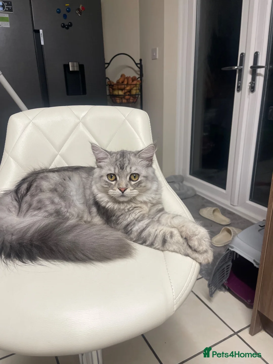 Mixed Breed cats for sale: Three-quarter Persian and ragdoll mix - Advert 6