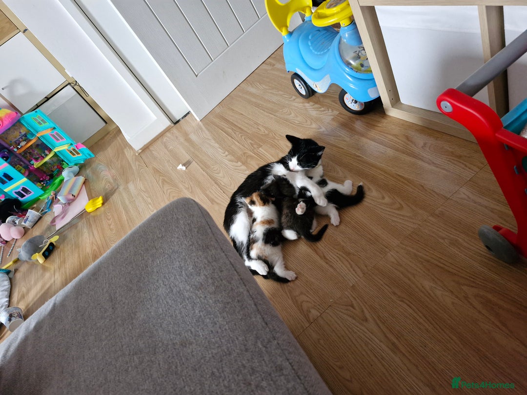 Mixed Breed cats for sale: 2 female kittens - Image 4