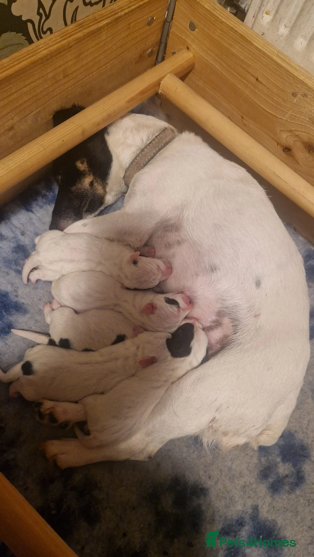 Jack Russell dogs for sale: Jack Russel Terrier Puppies - Advert 2