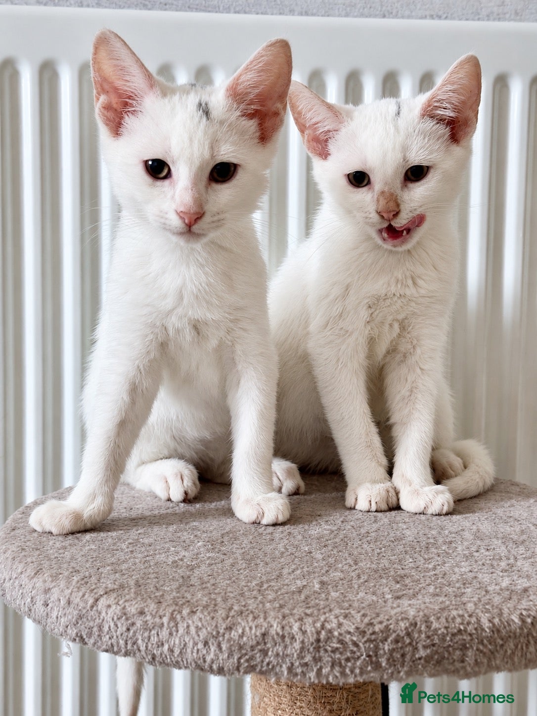 Mixed Breed cats Stunning litter- Khao Manee/Domestic Shorthair mix - Advert 2