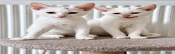 Mixed Breed cats for sale: Stunning litter- Khao Manee/Domestic Shorthair mix - Advert 2
