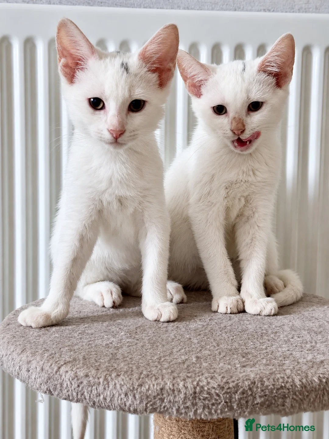Mixed Breed cats for sale: Stunning litter- Khao Manee/Domestic Shorthair mix - Advert 2