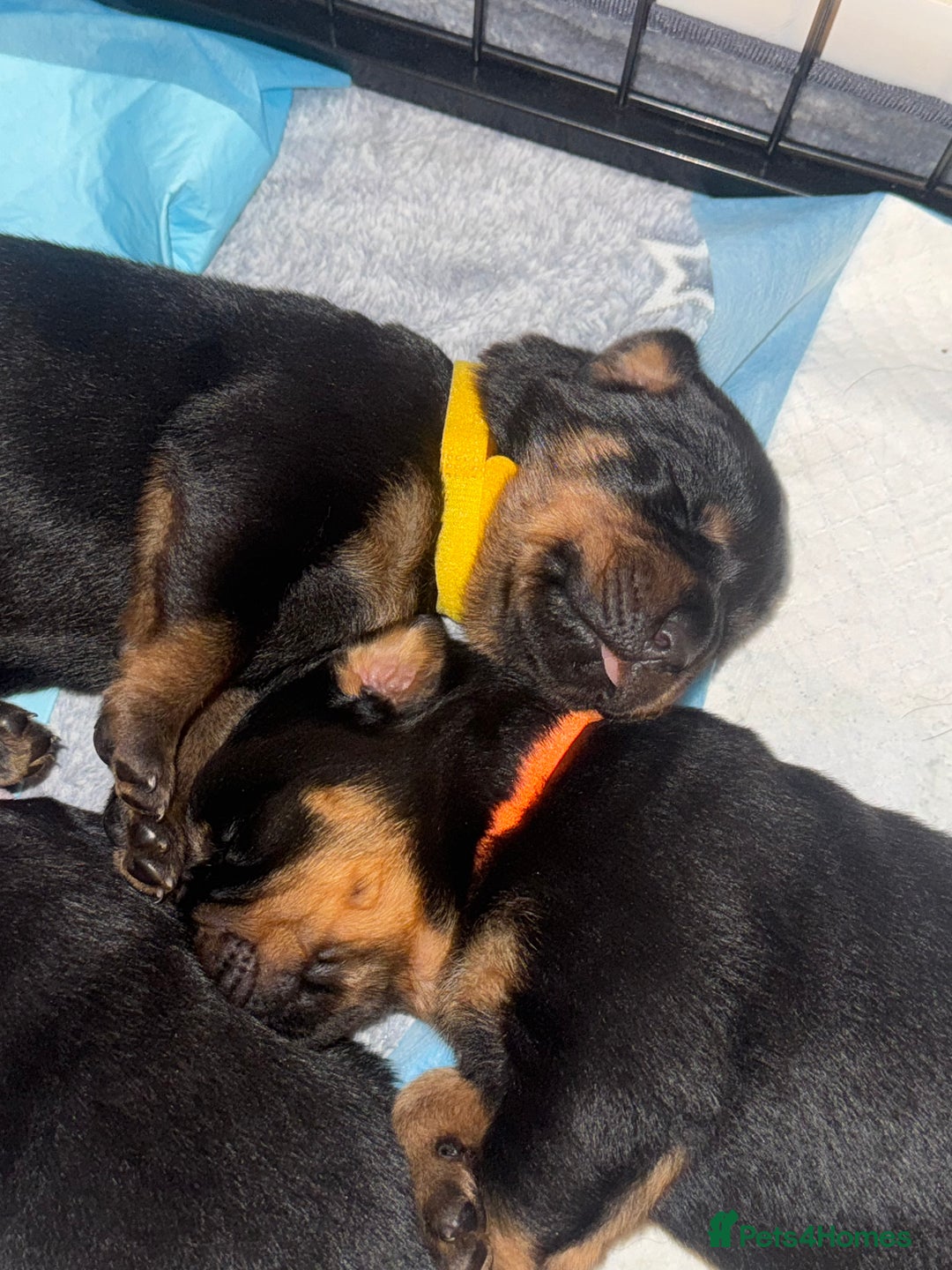 Rottweiler dogs for sale: KC Rottweiler puppies  - Advert 21