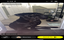 Cane Corso dogs for sale: Cane corso  - Image 1