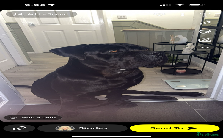 Cane Corso dogs - Advert 1