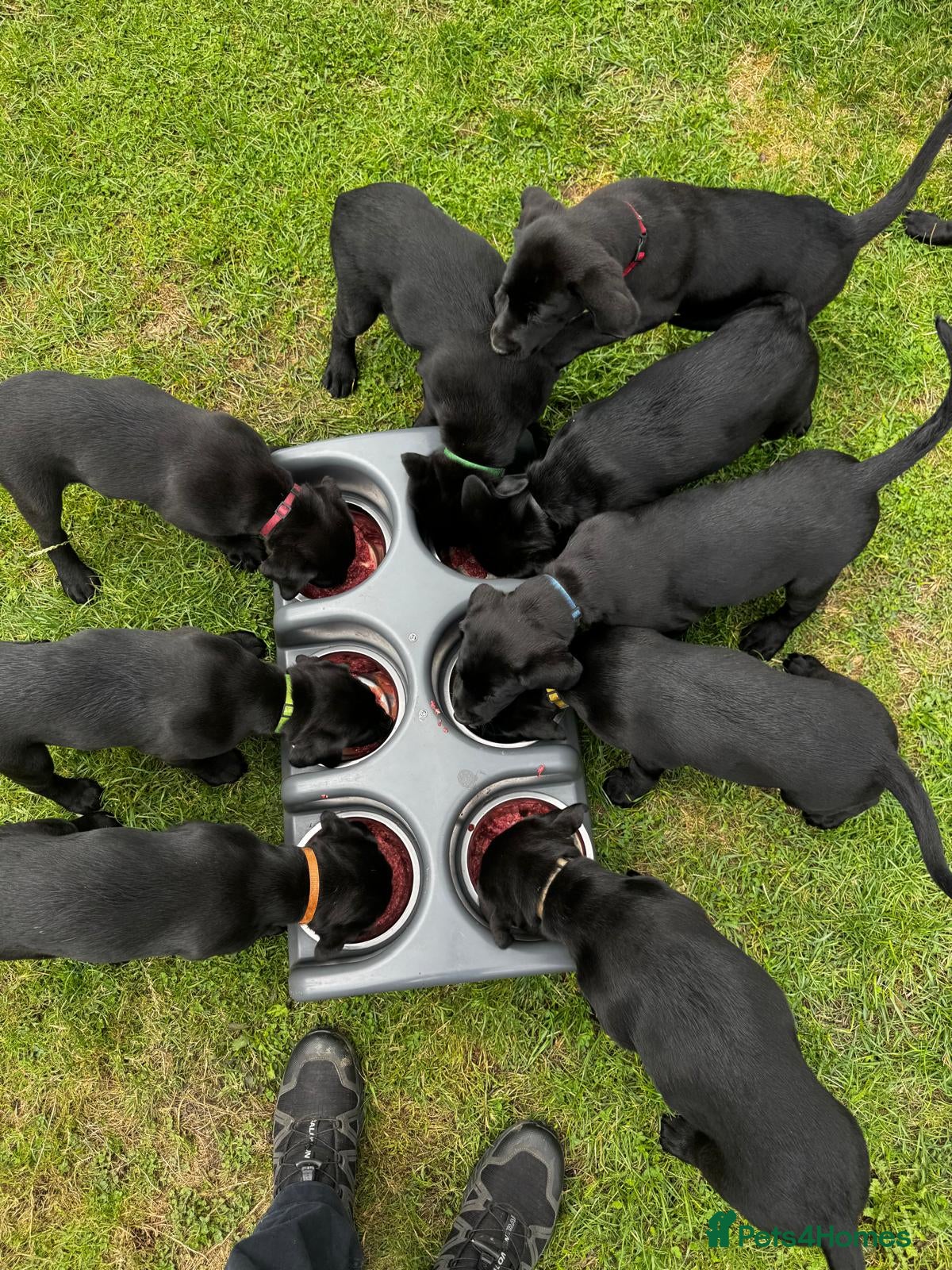Labrador Retriever dogs Pedigree Black Labrador Puppies - Advert 2