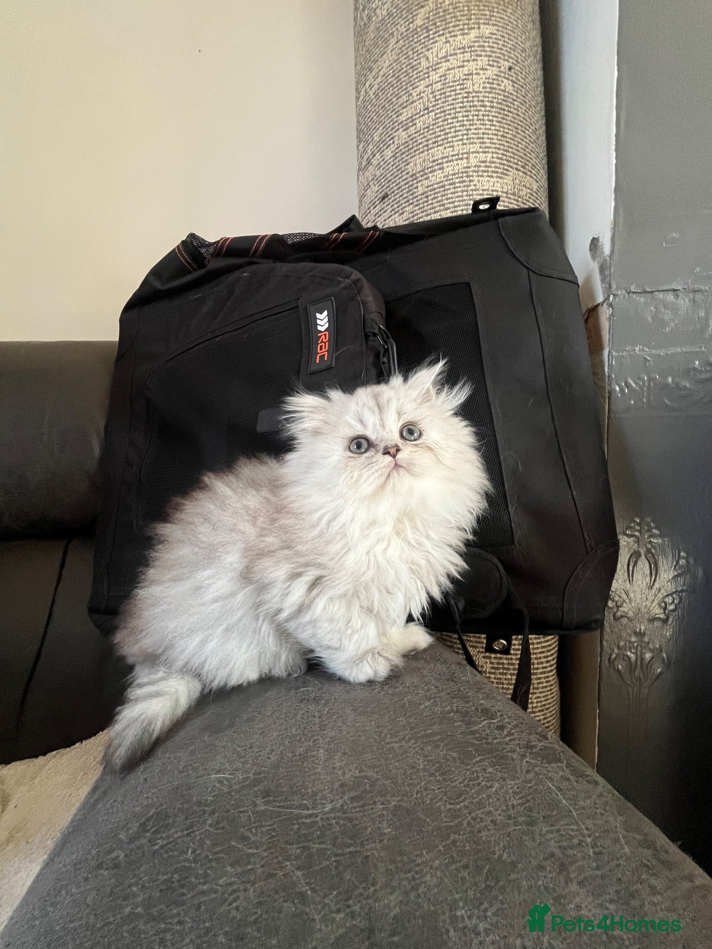 Persian cats for sale: Chinchilla Persians  - Advert 1