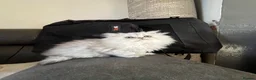 Persian cats for sale: Chinchilla Persians  - Advert 1