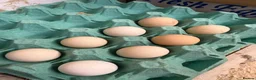 Chickens poultry for sale: Silkie Hatching Eggs - Advert 1