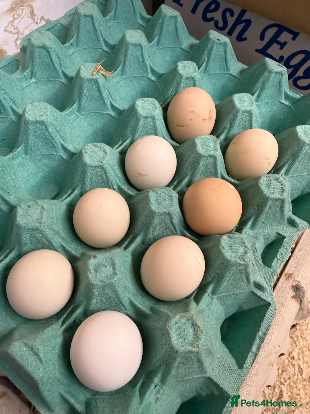 Chickens poultry for sale: Silkie Hatching Eggs - Advert 1