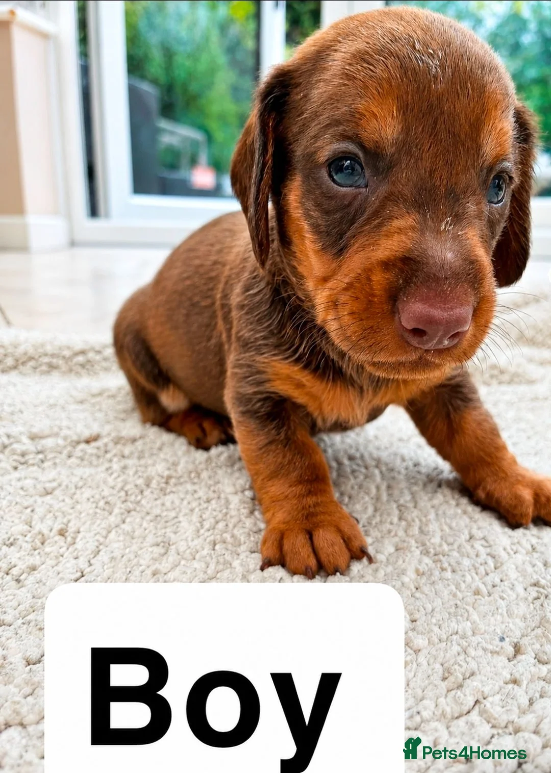 Dachshund dogs for sale: Beautiful Standard Dachshund Puppies for sale  - Advert 8