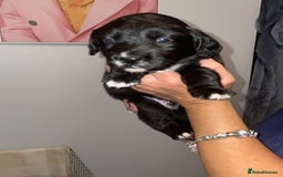 Mixed Breed dogs for sale: Border collie/Cocker Spaniel  - Image 17