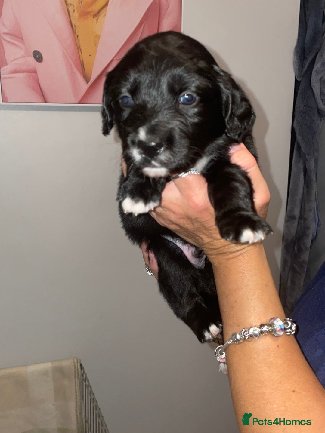 Mixed Breed dogs for sale: Border collie/Cocker Spaniel  - Image 17