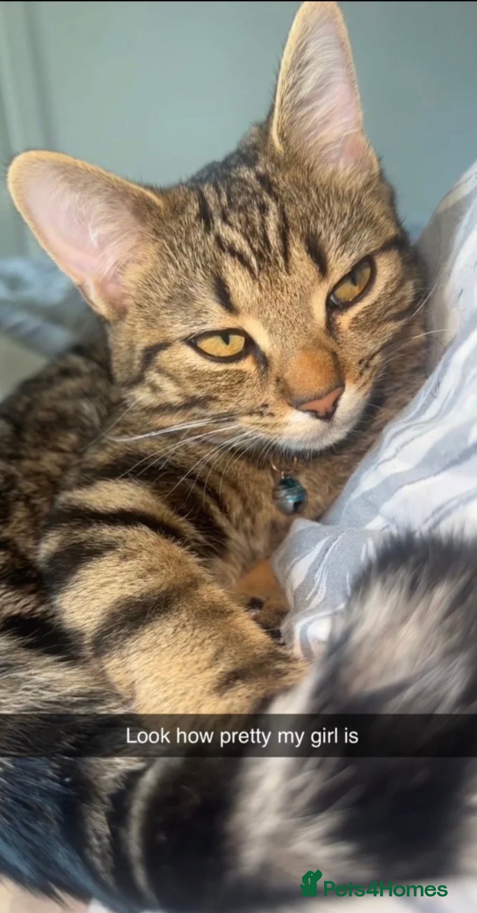 Mixed Breed cats Bengal tabby mix - Advert 2