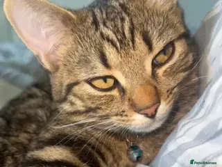 Mixed Breed cats Bengal tabby mix - Advert 1