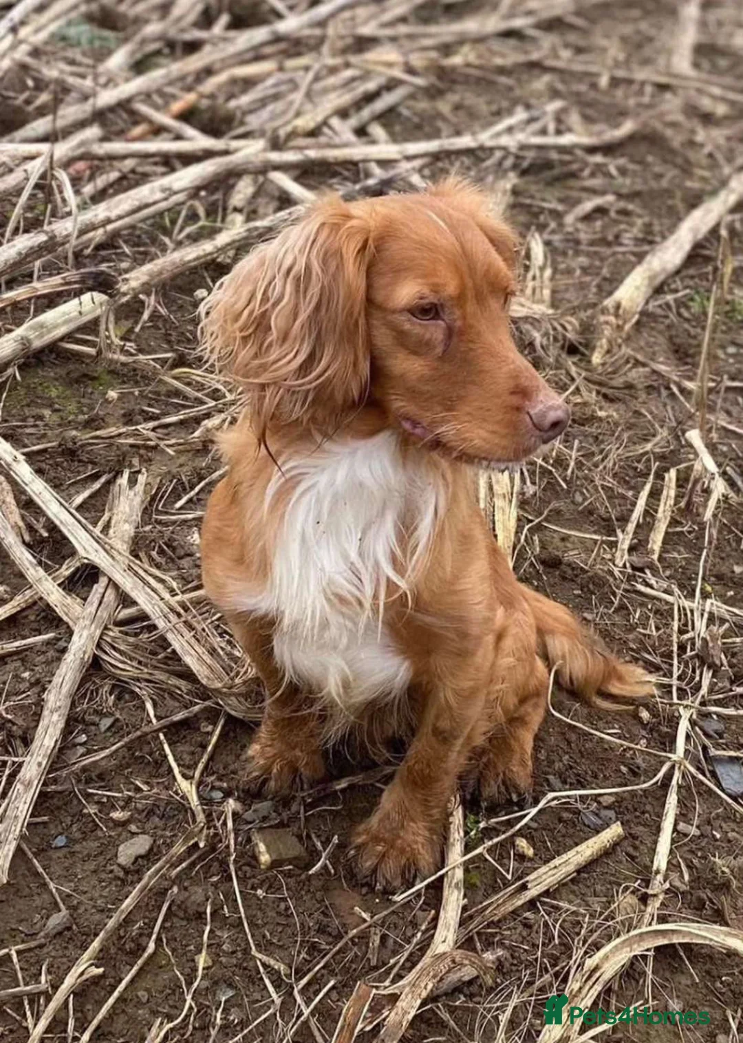 Cocker Spaniel dogs for sale: Male Working cocker spaniel kc registered docked  - Advert 2