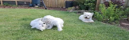 West Highland Terrier dogs for sale: West highland white terrier  - Advert 10