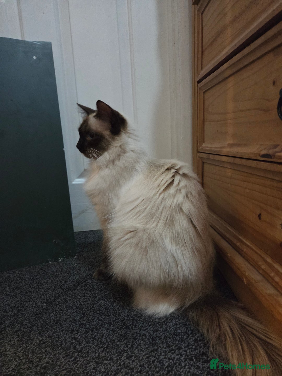 Ragdoll cats for sale: Full pedigree Ragdoll 16 months old - Image 4