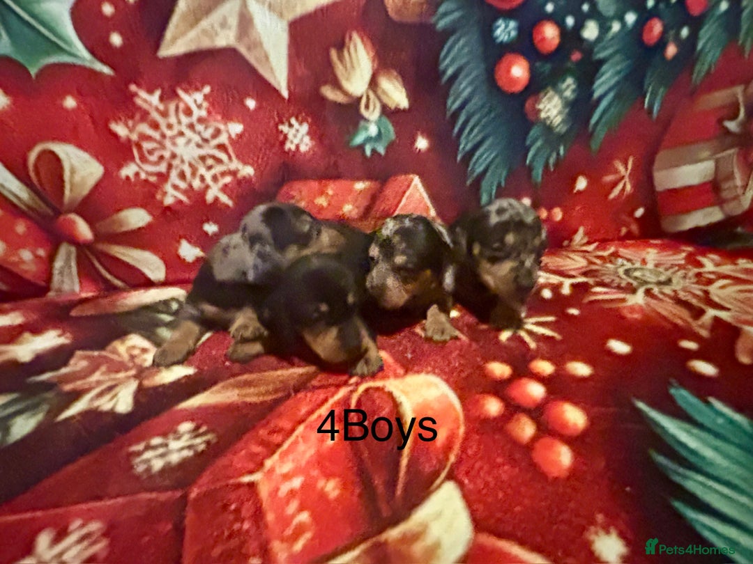 Miniature Dachshund dogs for sale: Miniature Dacshhund puppy available - Advert 7
