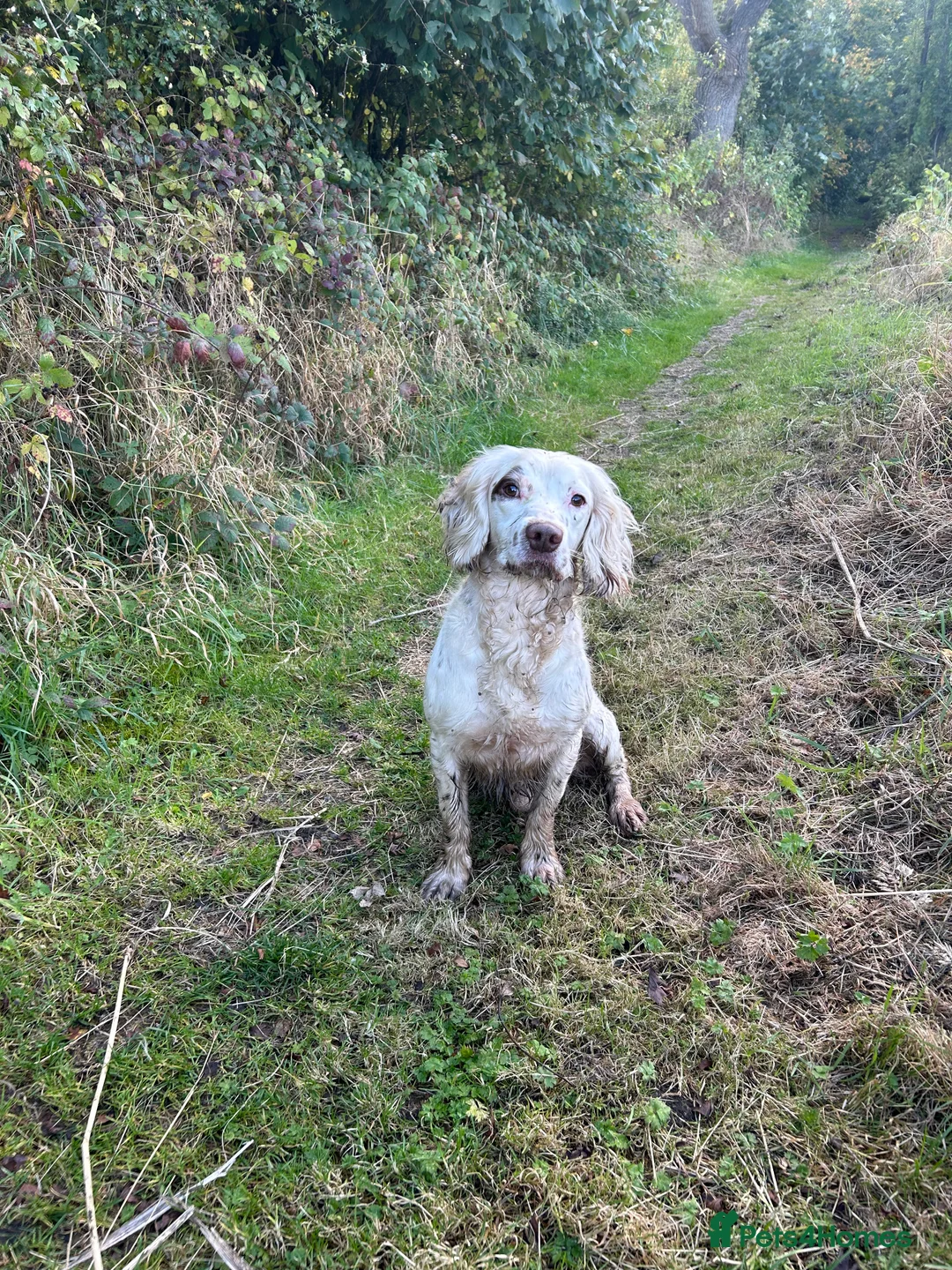 English Springer Spaniel dogs for stud: HEALTHTESTED WORKING ENGLISH SPRINGER SPANIEL in Bishop Auckland - Advert 6