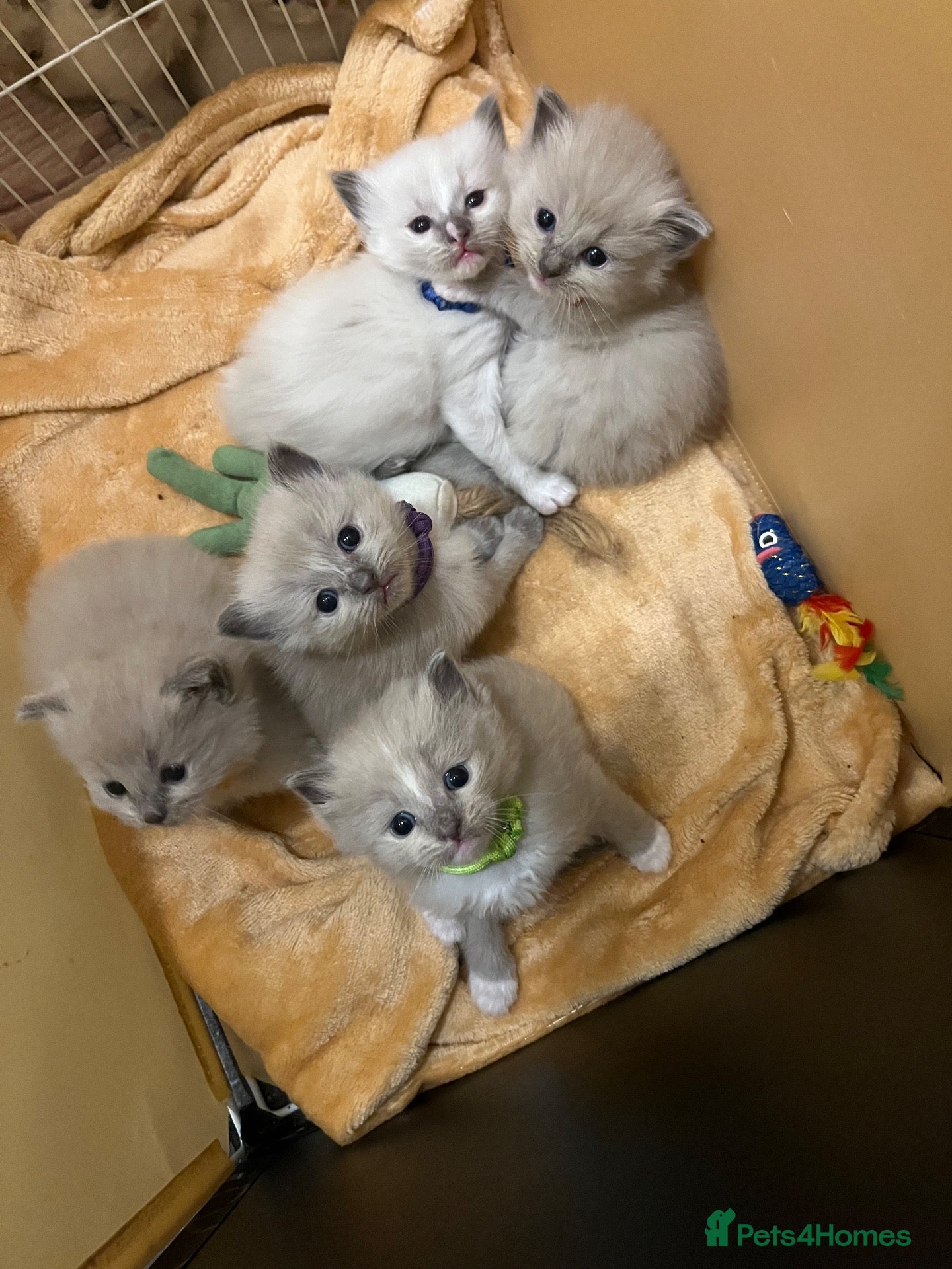 Ragdoll cats Beautiful mink ragdoll kittens  - Advert 2