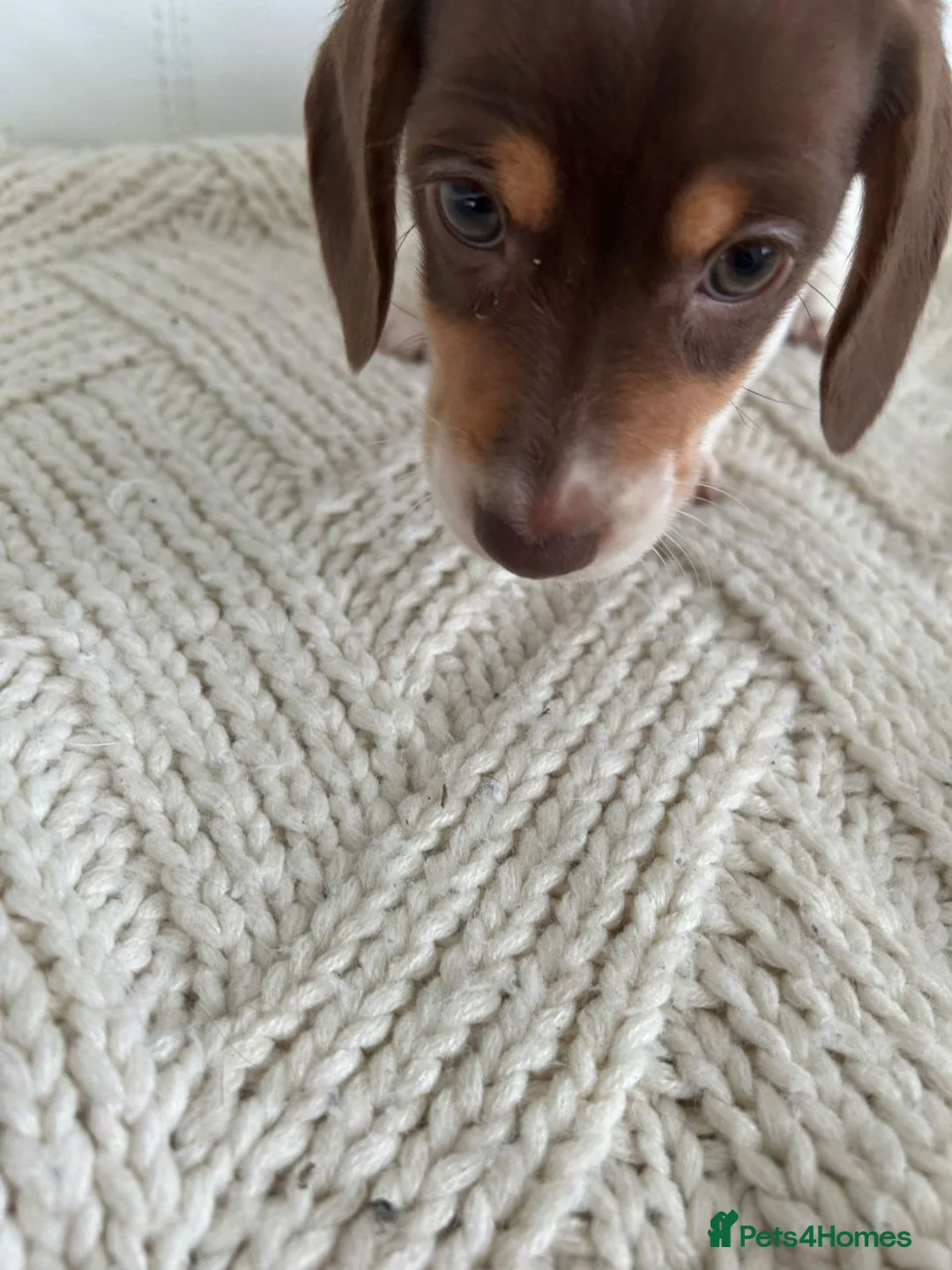 Miniature Dachshund dogs for sale: Adorable Miniature Dachshund puppies - Advert 3