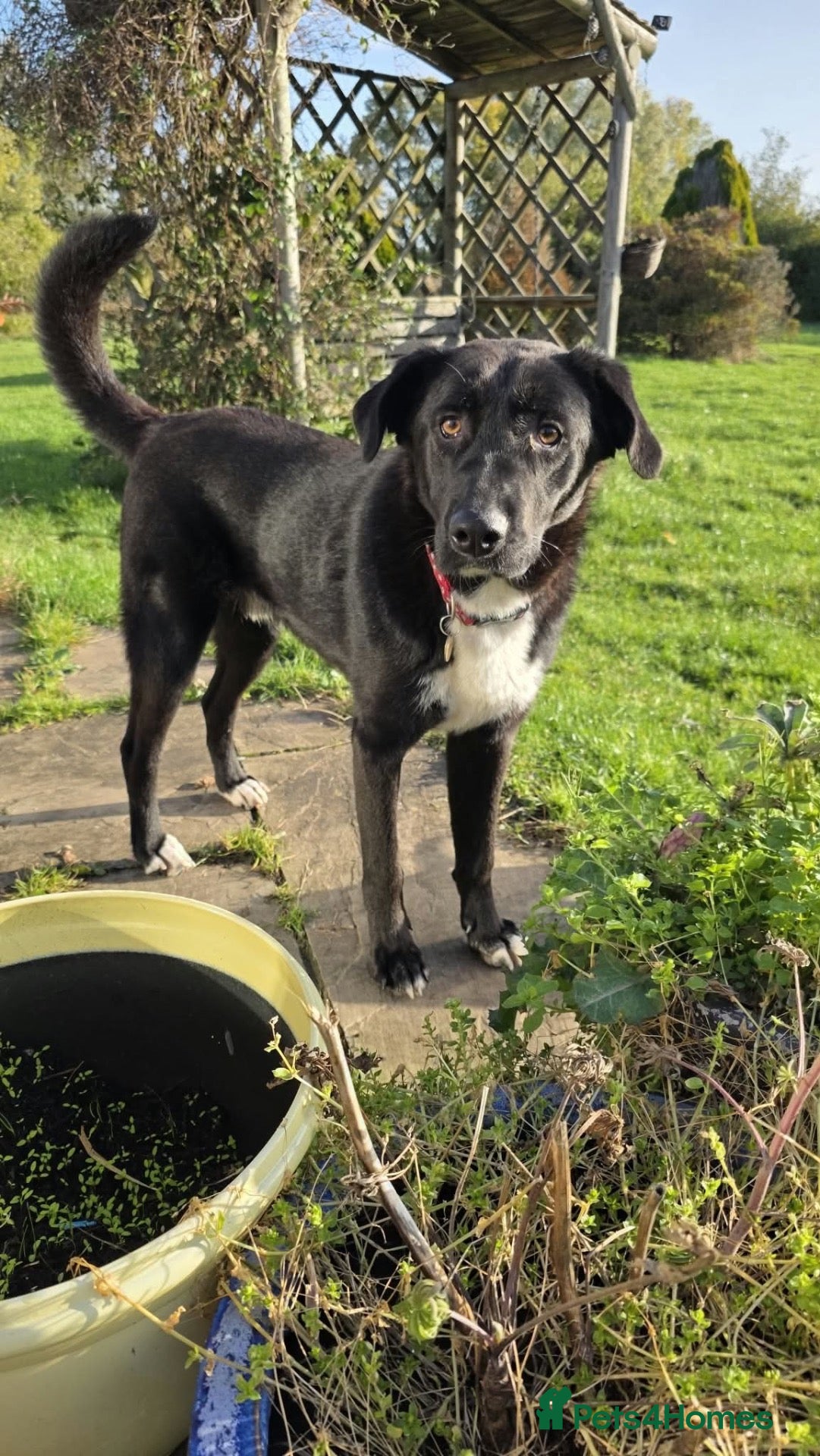 Mixed Breed dogs for adoption: 🐾 Roscoe–Lovable, Loyal & a Little Bit Clumsy! ❤️ - Advert 1