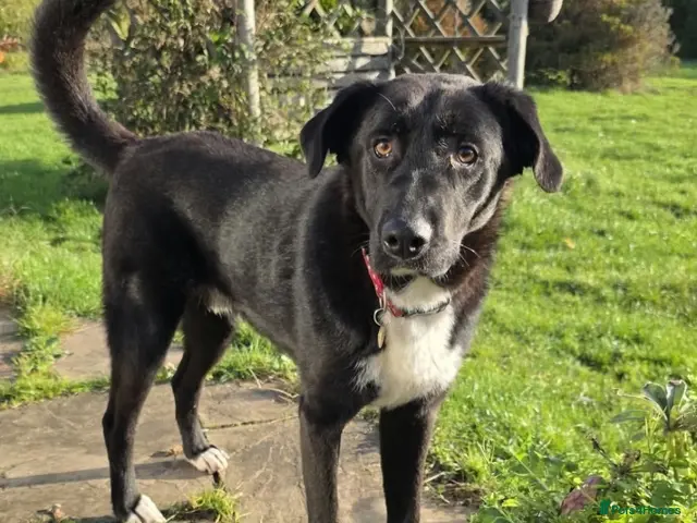 Mixed Breed dogs for adoption: 🐾 Roscoe–Lovable, Loyal & a Little Bit Clumsy! ❤️ - Advert 1