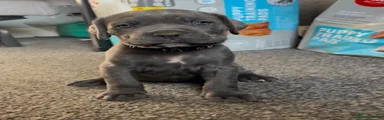 Cane Corso Puppy 10