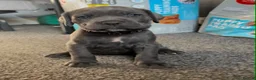 Cane Corso dogs for sale: 1 left 🐾🐶Cane Corso Mastiff Puppies for Sale  - Advert 35
