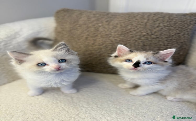 Ragdoll cats - Advert 2