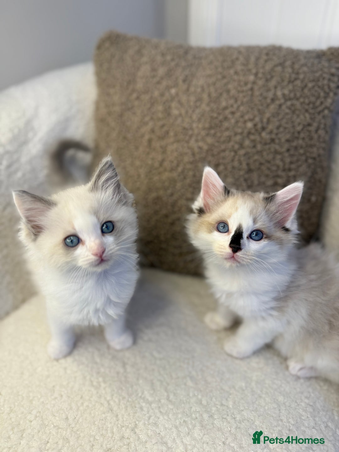 Ragdoll cats for sale: 🎀 Ragdoll kittens 🎀 2 left - Image 1
