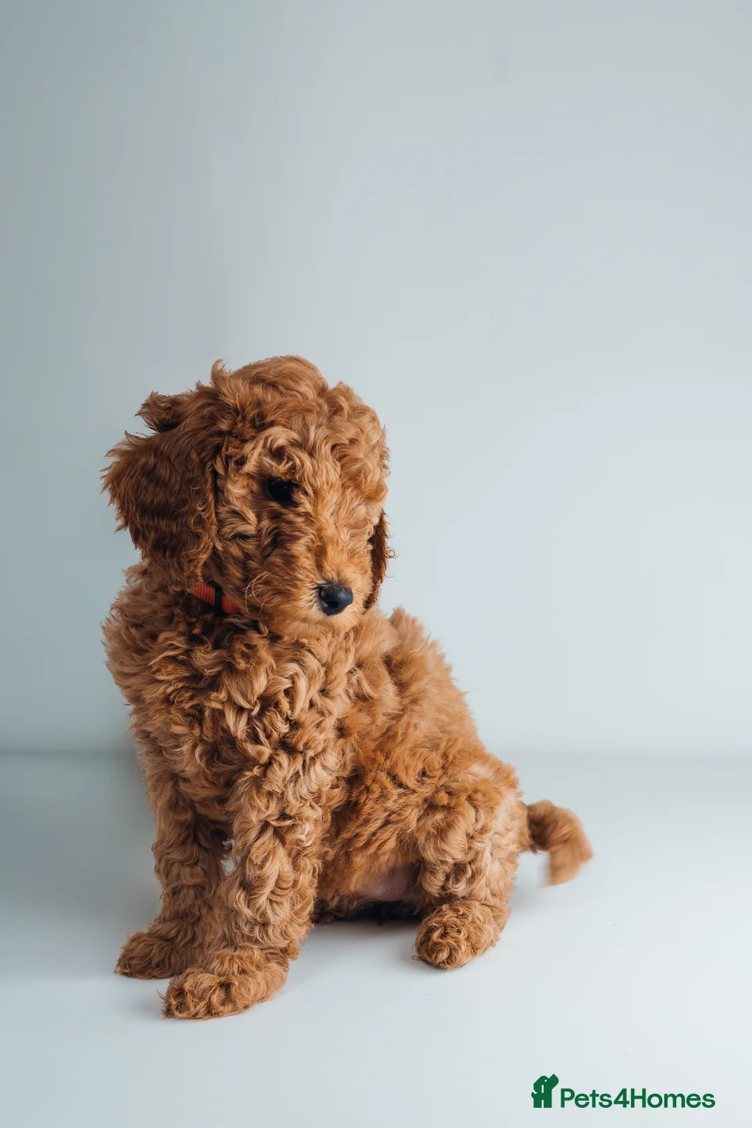 Labradoodle dogs for sale: LAST FEW PUPS - F2B Labradoodle Puppies - Advert 28