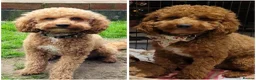 Mini Goldendoodle dogs for sale: Beautiful F1 Golden Doodles in Liverpool - Advert 11