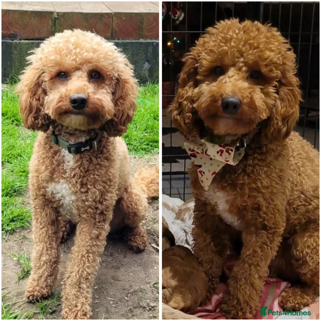 Mini Goldendoodle dogs for sale: Beautiful F1 Golden Doodles in Liverpool - Advert 11