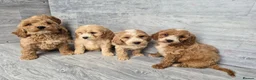 Cockapoo dogs for sale: Stunning red F1 cockapoo boys and girls READY NOW - Advert 4