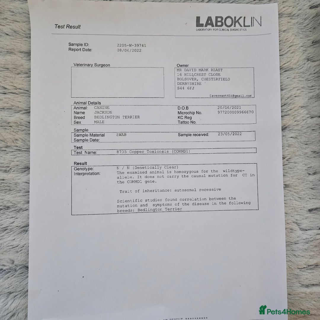 Bedlington Terrier dogs for sale: Bedlington whippet  - Advert 28