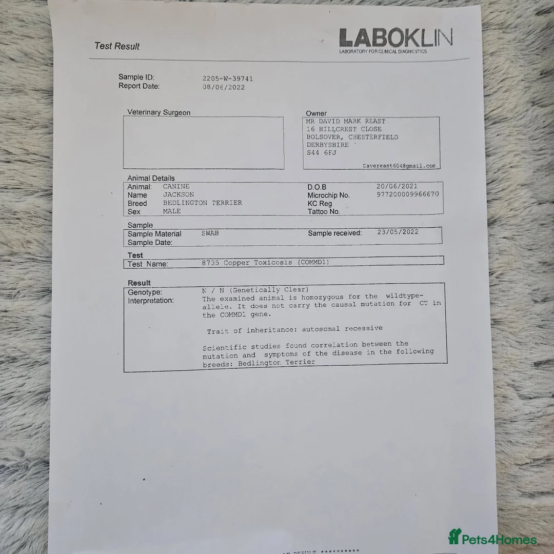 Bedlington Terrier dogs for sale: Bedlington whippet  - Advert 28