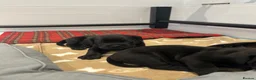 Cane Corso dogs for sale: Cane Corso puppies excellent example of the breed  in Manchester - Advert 9