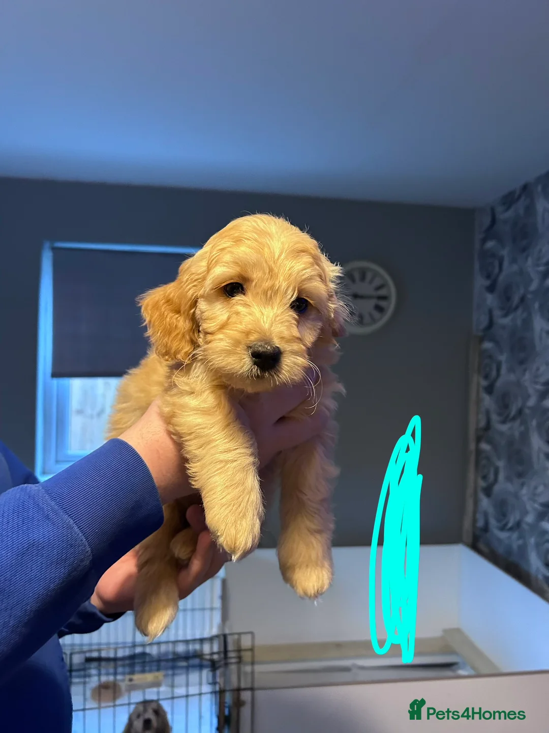 Goldendoodle dogs for sale: 2 girls left. F1 mini Goldendoodles - Advert 28