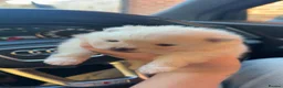 Pomeranian dogs for sale: Stunning White Female Pomeranian Puppy Available - Advert 15