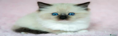 Ragdoll Kitten 1