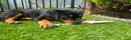 Rottweiler dogs for sale: Exceptional huge Rottweiler pups from amazing line - Advert 7