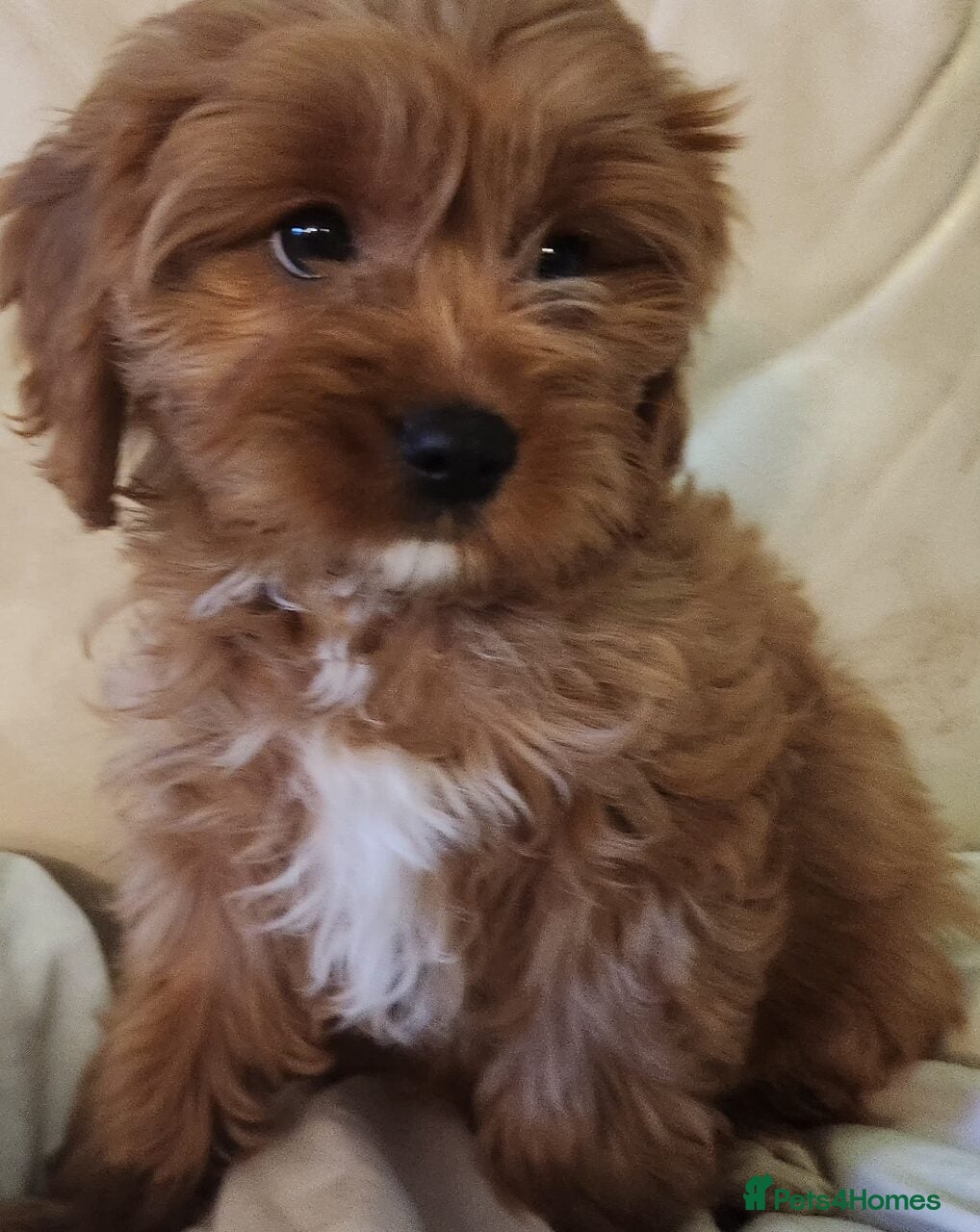 Cavapoo dogs Adorable Rubyred & White Cavapoo Puppies 🐶  - Advert 8