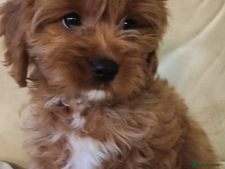 Cavapoo dogs Adorable Rubyred & White Cavapoo Puppies 🐶 - Advert 13