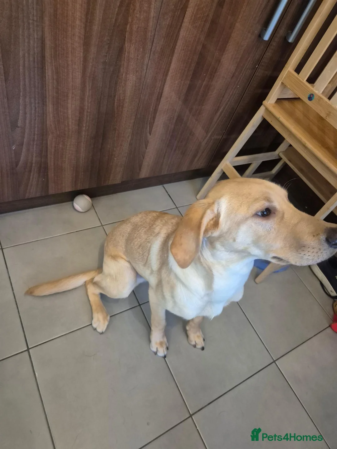 Labrador Retriever dogs for sale: 9mnth old male yellow labrador - Advert 2