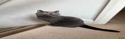 British Shorthair cats for sale: British shorthair Cat  - Advert 4